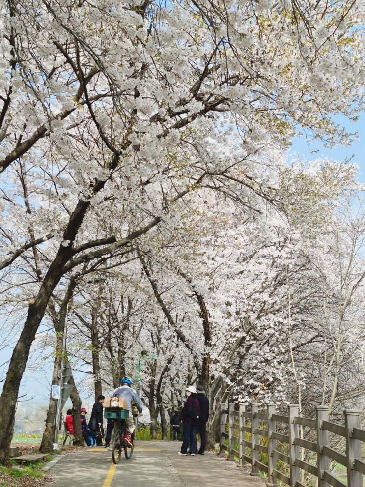  인천대공원 벚꽃명소 대신 장수천 봄꽃구경