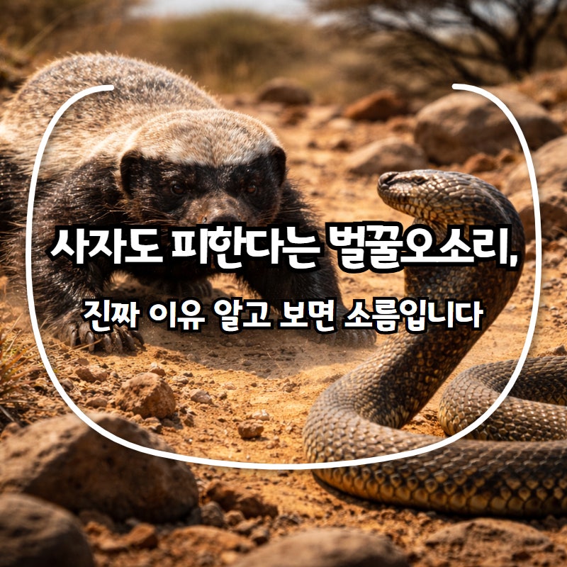 사자도 피한다는 벌꿀오소리, 진짜 이유 알고 보면 소름입니다