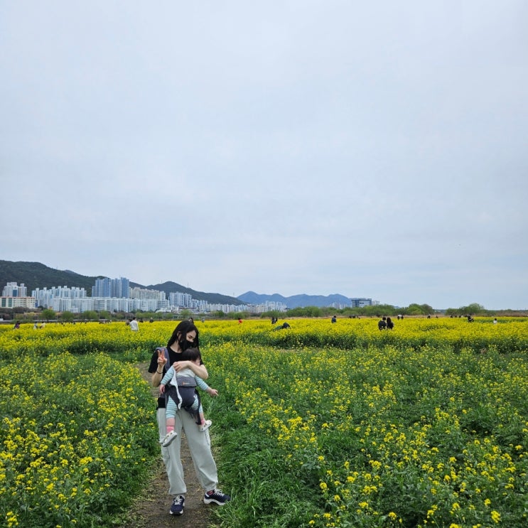  부산도시농업박람회 대저생태공원 유채꽃