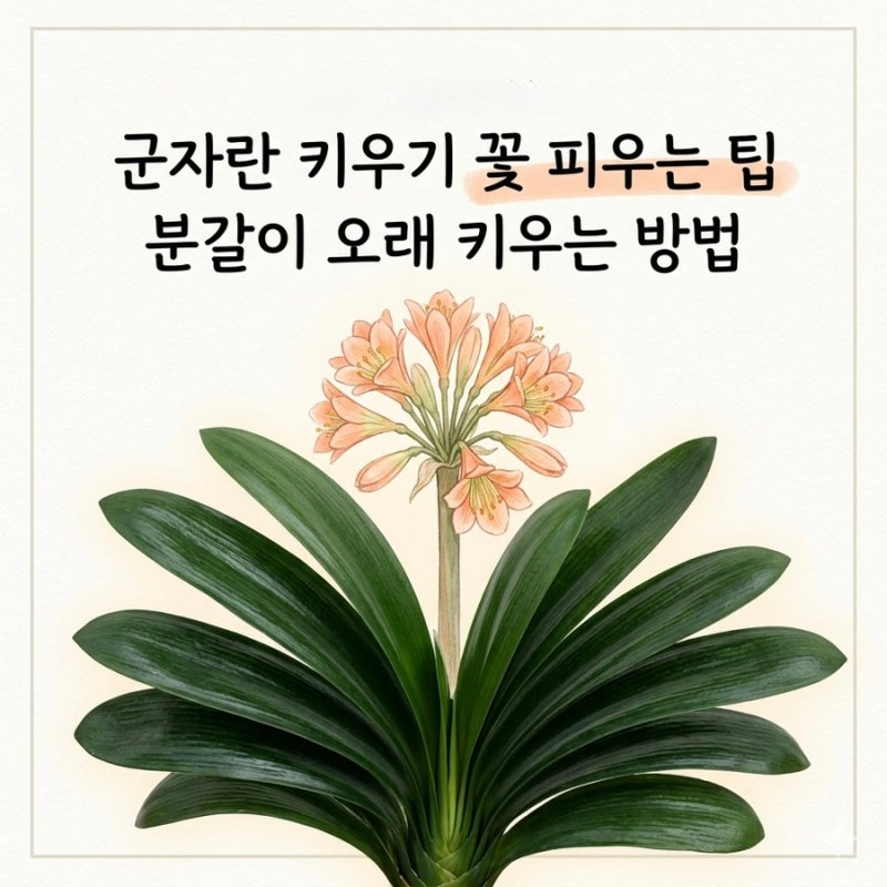 군자란 키우기 꽃 피우는 팁 분갈이 오래 키우는 방법