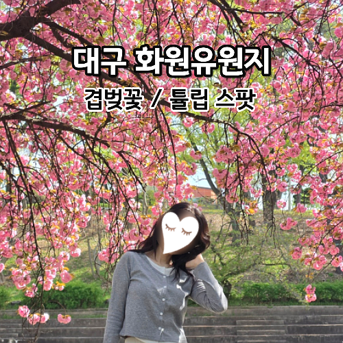  화원유원지 겹벚꽃 튤립 실시간 대구 4월 가볼만한곳