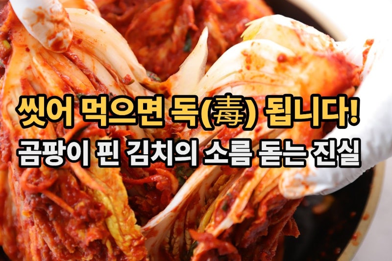 설마 씻어 드셨나요? 곰팡이 핀 김치 아깝다고 먹으면 안 되는 소름 돋는 이유
