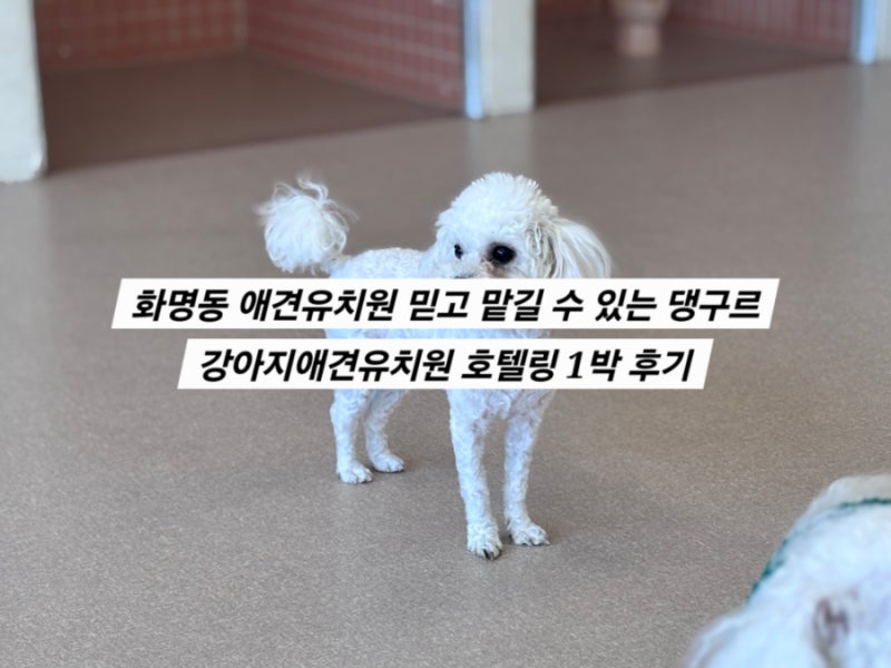 댕구르 강아지애견유치원