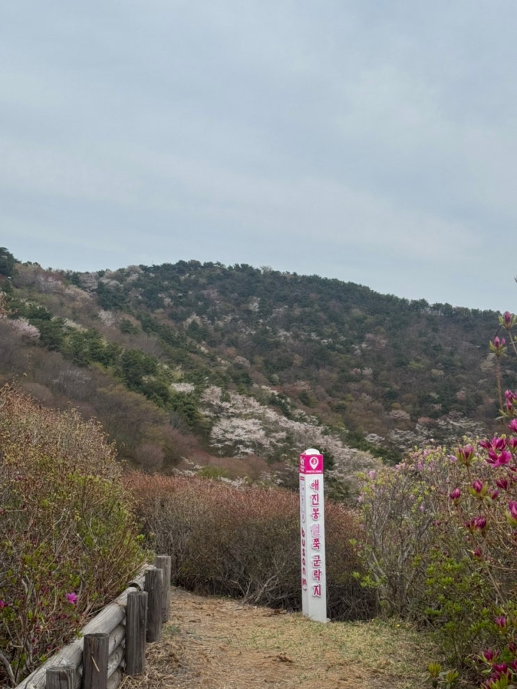  부산등산코스추천 백양산~선암사~애진봉 철쭉개화현황(26년04월12일)