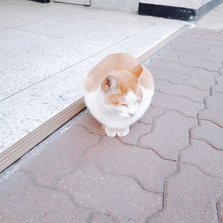  내가 찍은 고양이 모음