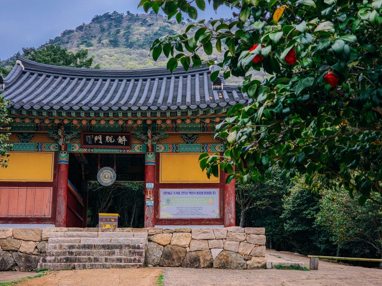  전남 강진 가볼만한곳, 백련사와 동백나무숲(동백꽃)