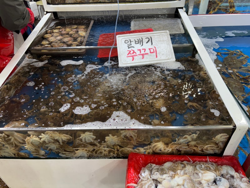 오정동농수산물 시장 쭈꾸미 시세… 알배기라더니 실화?