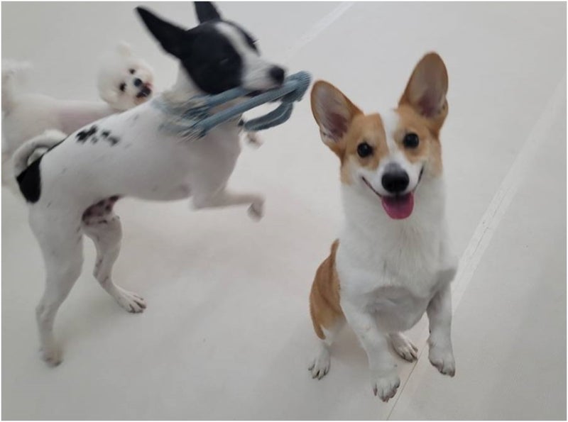 더펫 양산