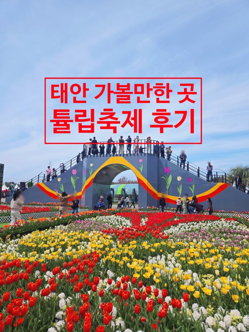 2026 태안 튤립축제 가볼만한 곳 일정 입장료 예매 할인 주차 (애견동반 가능)