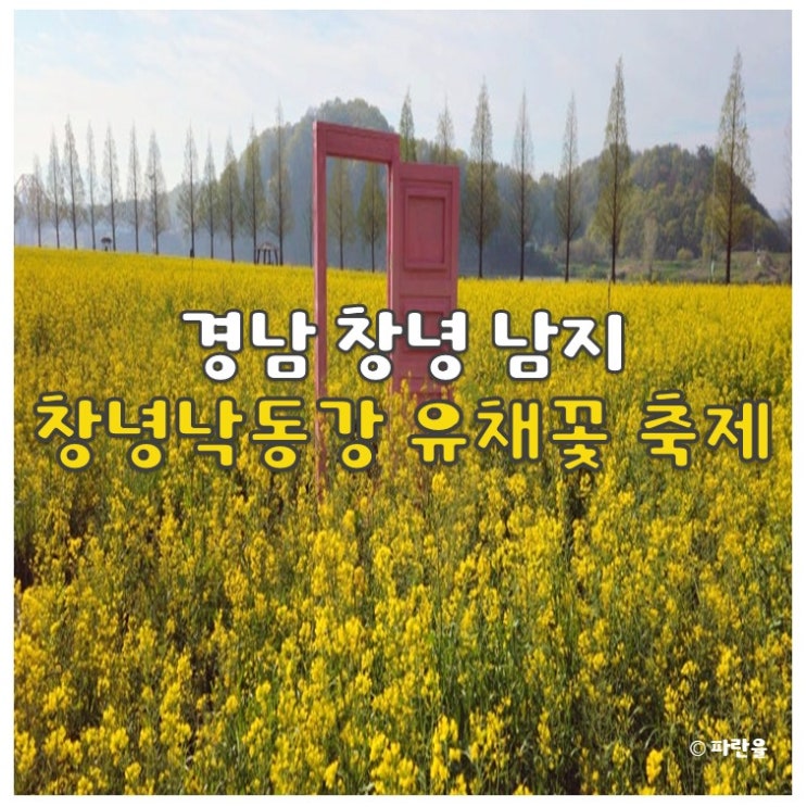  대구 근교 창녕 남지 낙동강 유채꽃 축제 실시간 개화 상태 경남 4월 꽃놀이