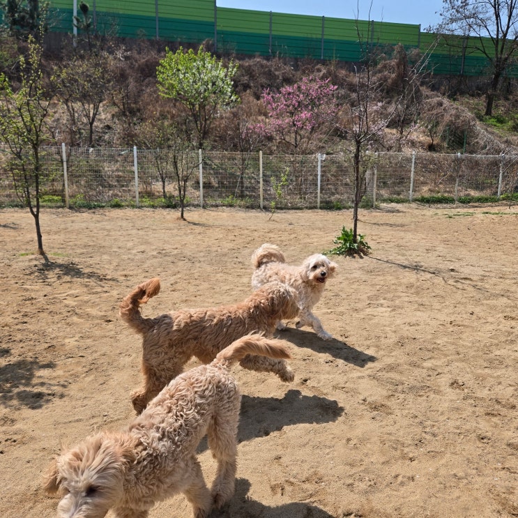  강남 애견운동장 라드독, 어질리티 기초부터 시작하는 이유
