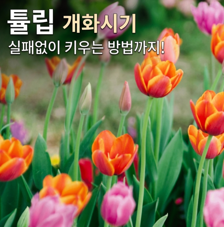  튤립 개화시기 구근 키우기 방법