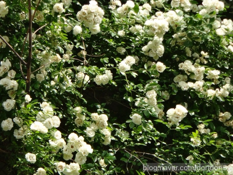 [디카 작례] 소니 사이버샷 DSC-tx10 Sony cybershot 디지털카메라 작례