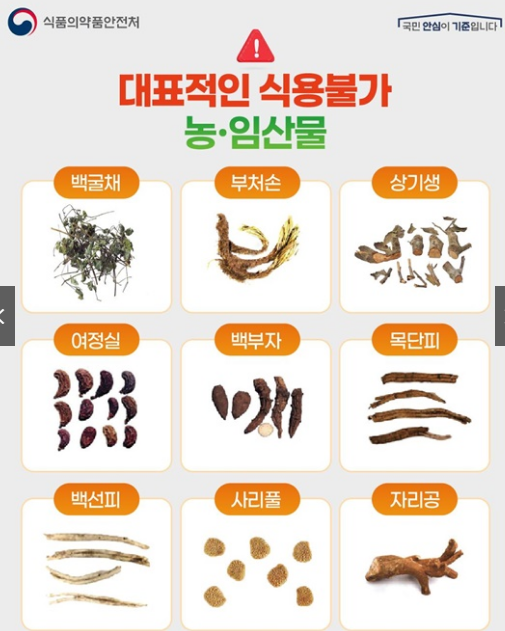  “건강차인 줄 알고 먹었는데…” 식용불가 농·임산물 리스트 총정리 (애기똥풀·겨우살이 위험성)