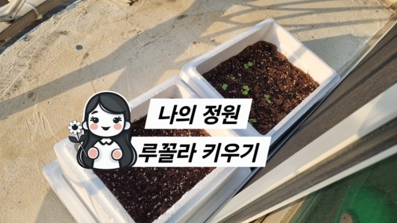 루꼴라 키우기 : 바질보다 쉬움, 다이소 원예상토, 다이소 마사토, 화분은 스티로폼 박스