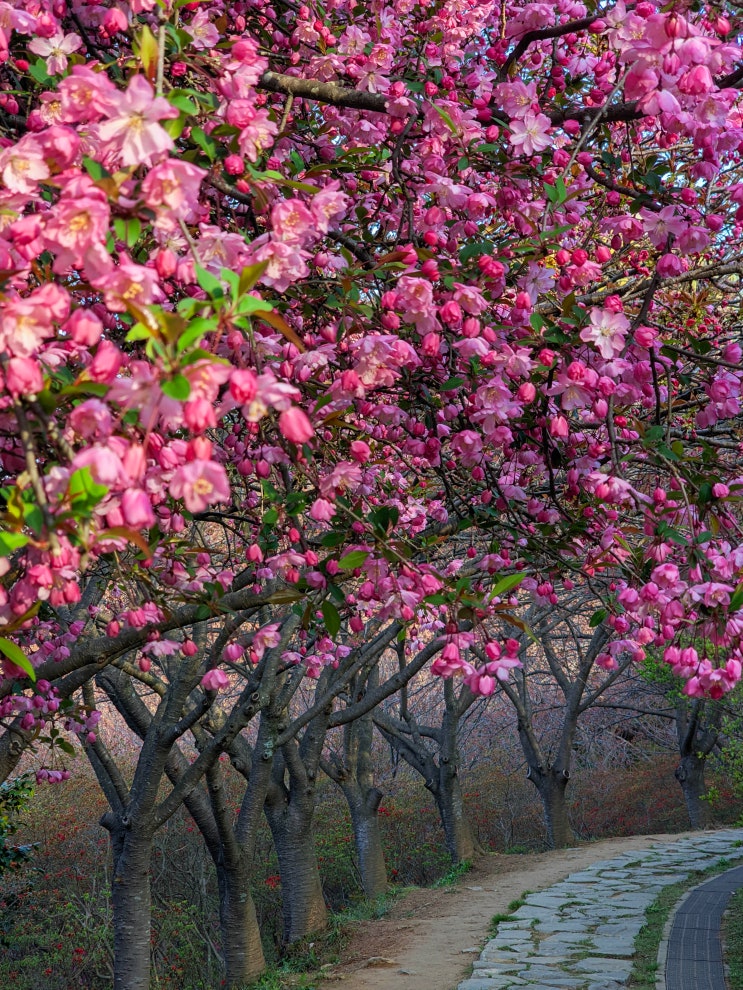  전주 겹벚꽃 명소, 완산칠봉꽃동산(주차장, 가는 법, 완산공원)