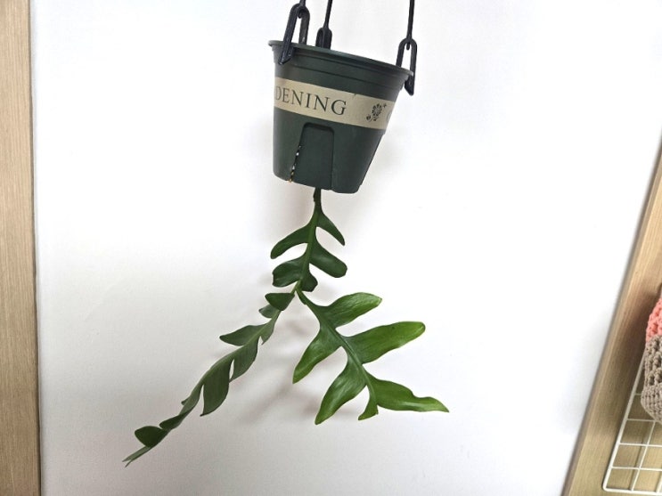  키우기 쉬운 크로소카디움 행잉 화분 만들기/물꽂이 크로소카디움 분갈이