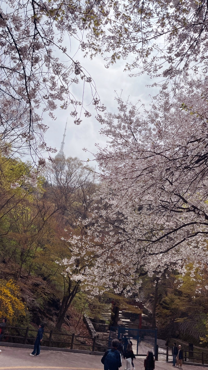 남산 벚꽃, 아직 있을까? 지금 꼭 가야하는 이유_YTN 남산가족걷기대회