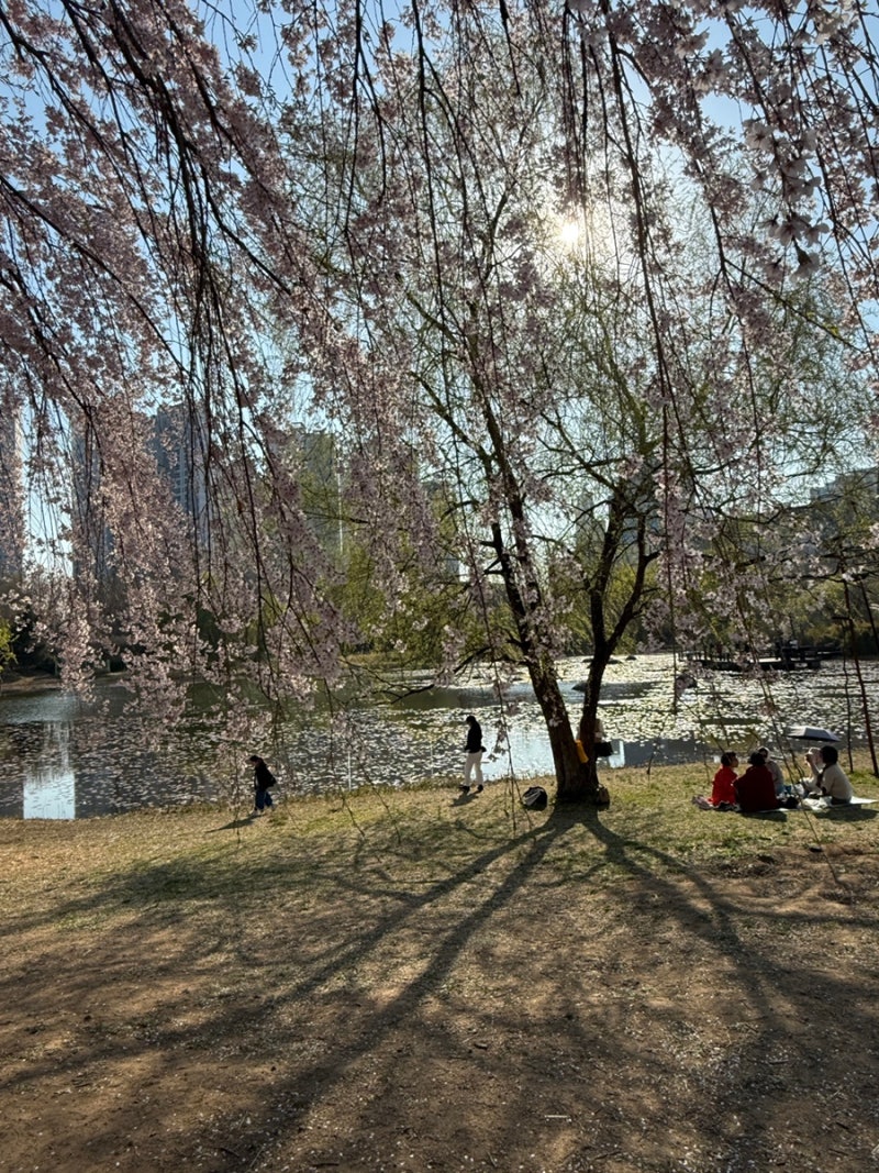 일산호수공원 벚꽃 명소에서 피크닉 (+주차 꿀팁)