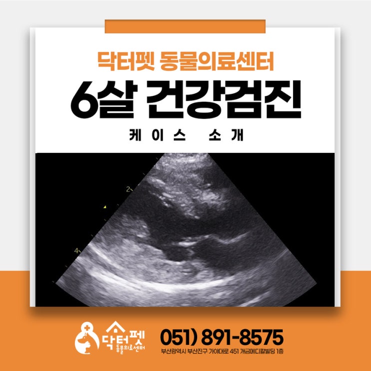  6살 뱅갈 건강검진 HCM 초기 발견 부산 고양이 심장초음파 동물병원
