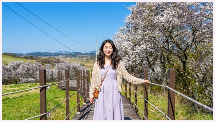  아직도 여길 몰라요? 2026 실시간 서산 한우목장 벚꽃 개황 보고!