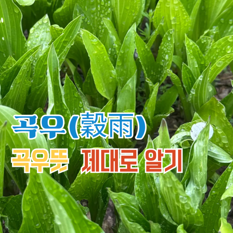  2026년 곡우 날짜와 뜻, 봄 마지막 절기  의미 정리