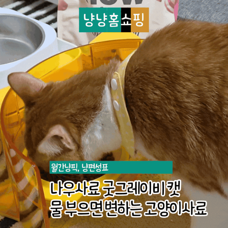 고양이사료 추천 나우사료 굿그레이비 캣 물 부으면 변하는 고양이습식사료