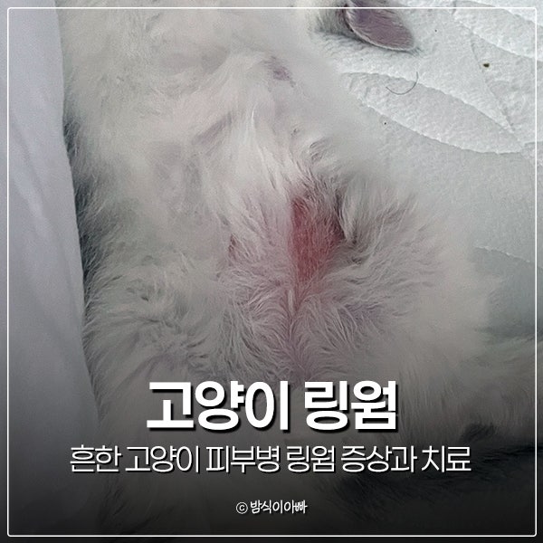 흔한 고양이 피부병 링웜 증상 털빠짐 탈모 주의사항과 치료는
