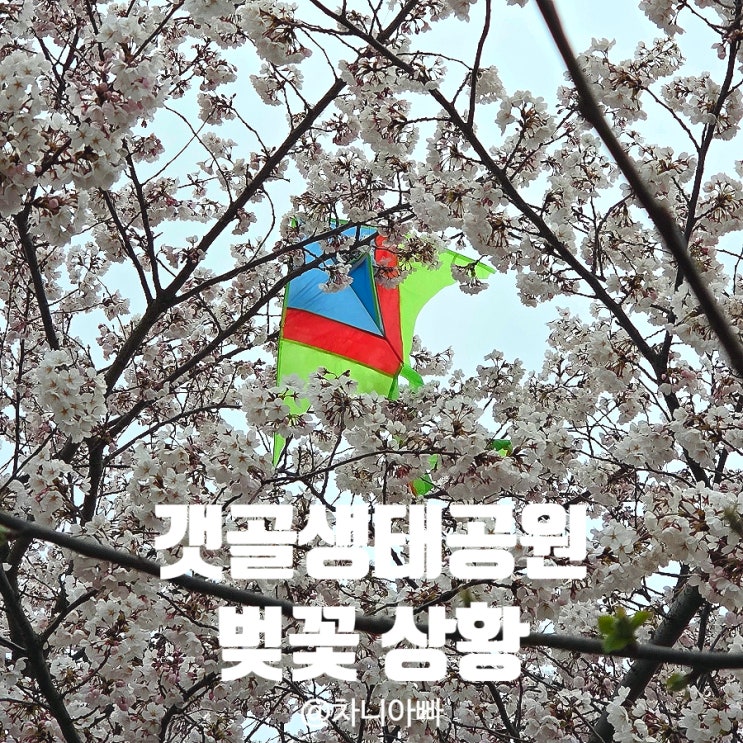  실시간 갯골 생태공원 벚꽃상황