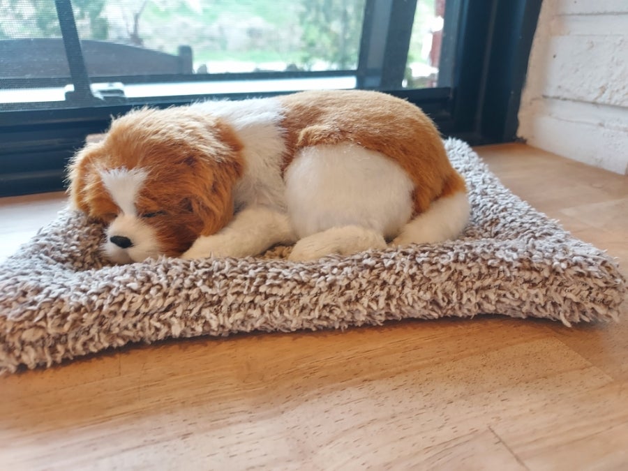 테라피쉬 사진 6