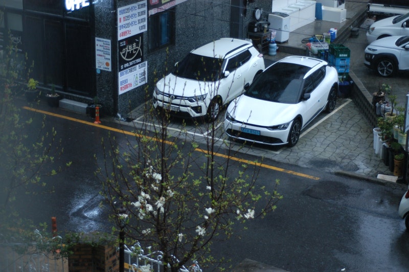 니콘 D100: 봄비