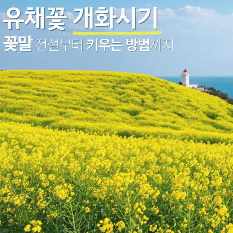  유채꽃 개화시기 꽃말 파종시기 방법