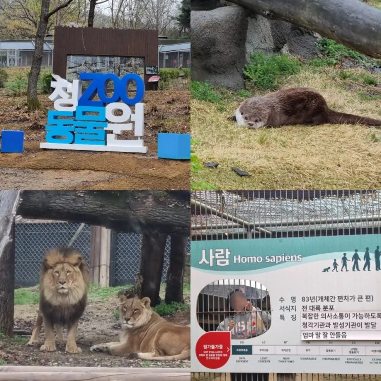  청주 아이와 가볼만한곳 청주랜드 동물원 나들이 아기랑 갈만한곳 추천
