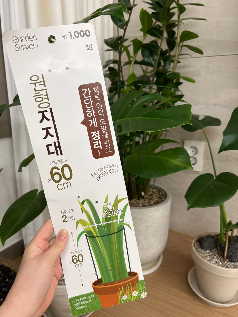 다이소 원형지지대로 키큰 금전수 정리하기