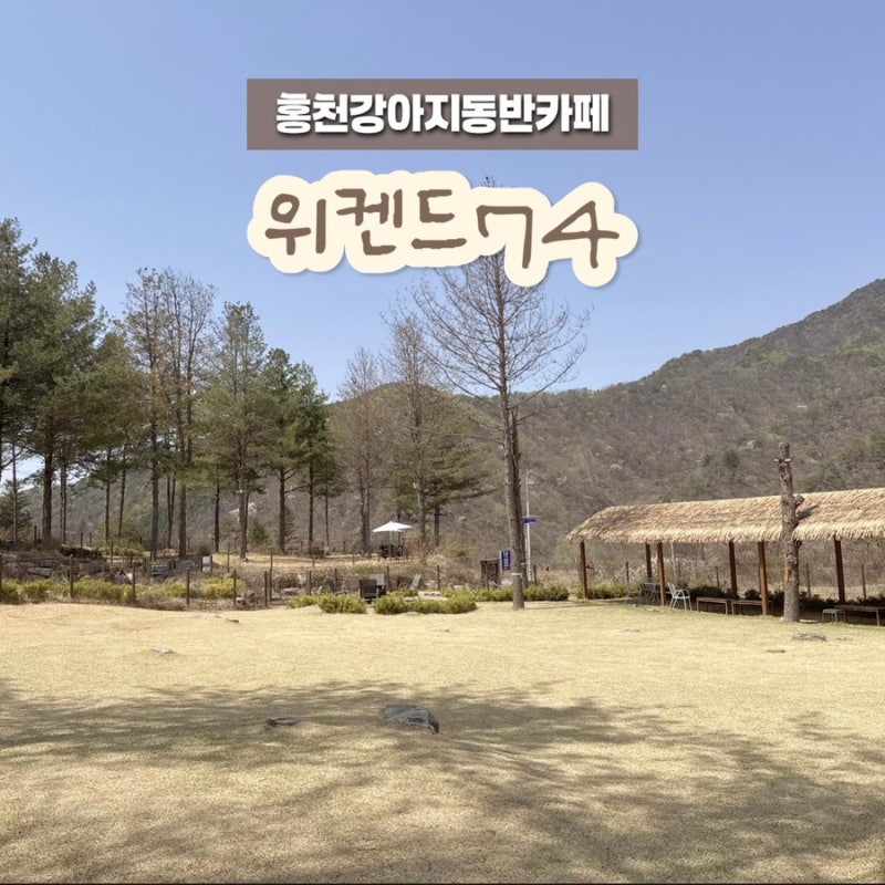 홍천애견동반카페 위켄드74 강아지운동장