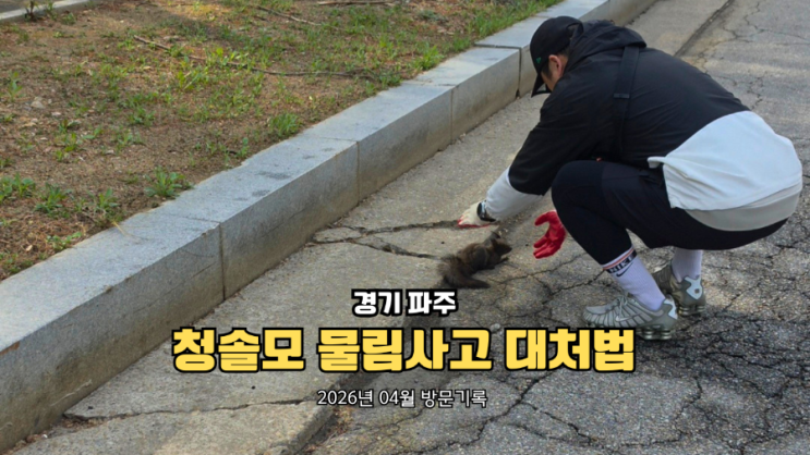  파주 신세계 프리미엄 아울렛 청솔모 물림 사고대처법 파상풍보험 청구까지