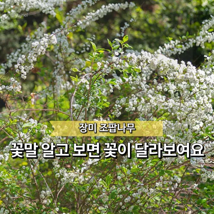  "지금이 가장 예쁠 때입니다" 조팝나무 꽃 피는 시기, 알고 보면 키우기도 쉽습니다