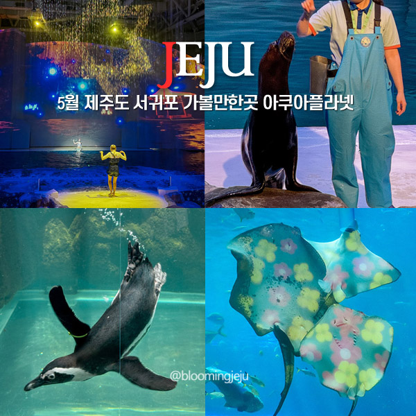  제주도 서귀포 가볼만한곳 5월 연휴 제주 아쿠아플라넷 공연 시간