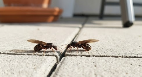 집안에 날개 달린 개미 당화하지 마세요! 날개미 퇴치법