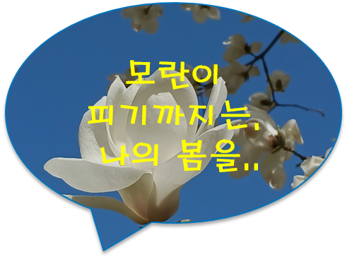 모란이 뚝뚝 떨어져 버린 날, 나는 비로소 봄을 여윈 설움에 잠길 테요 [모란이 피기까지는 / 김 영랑]