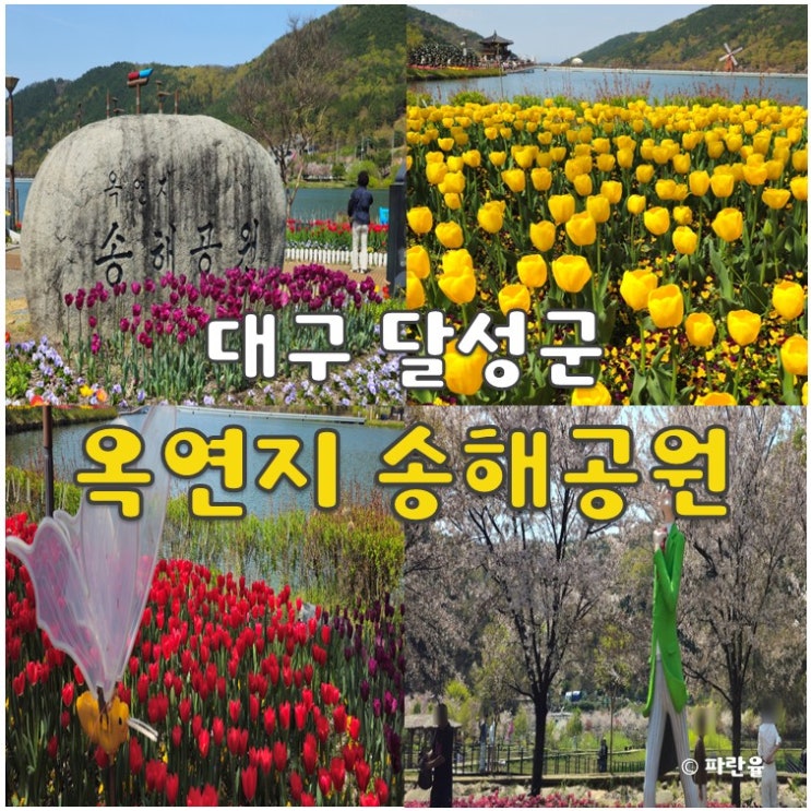 옥연지 송해공원 대구 달성군 튤립 명소 실시간 개화상태 4월 꽃구경 가족 나들이 추천