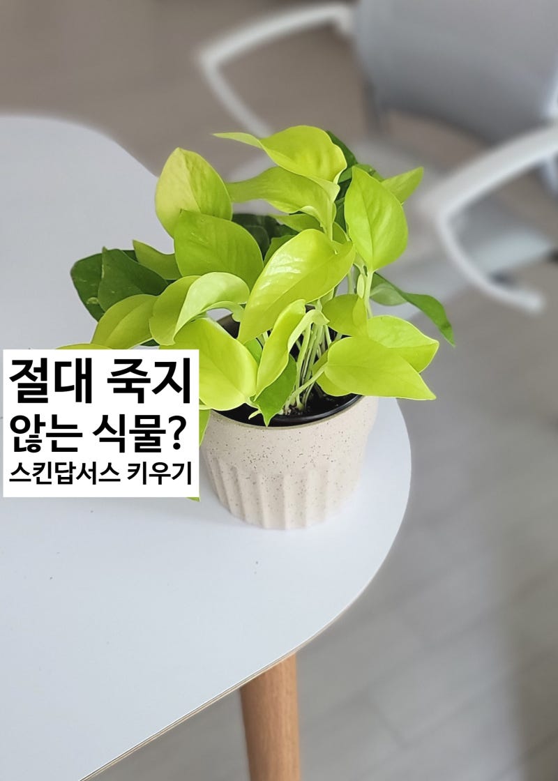 키우기쉬운식물 형광 스킨답서스 키우기 (스킨답서스 물주기 번식 팁)