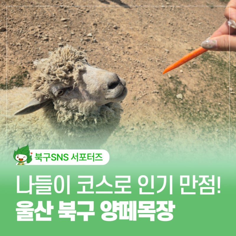 울산 북구 아이랑 가볼만한 곳 양떼목장 완벽 정리