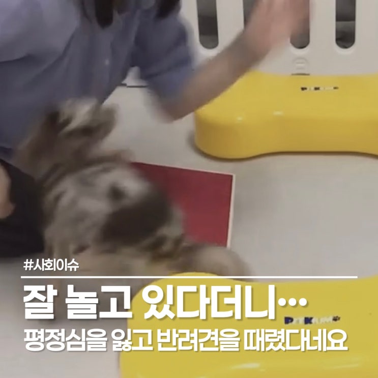  당곡역 메리펫 애견 유치원 학대 사건, "실수로 보낸 영상"에 담긴 충격적인 학대 진실