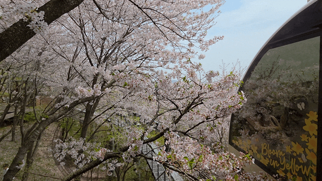 경기광주 뚜벅이 화담숲 가는 방법 :대중교통이용편(4/14개화,벚꽃구경)
