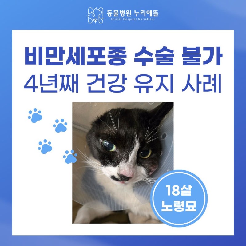 고양이 비만세포종 수술 불가, 악성 종양 진단 후 4년 째 건강 유지중인 18살 노령묘 사례