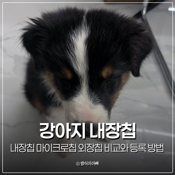 강아지 내장칩 마이크로칩 외장칩 비교와 강아지등록 방법