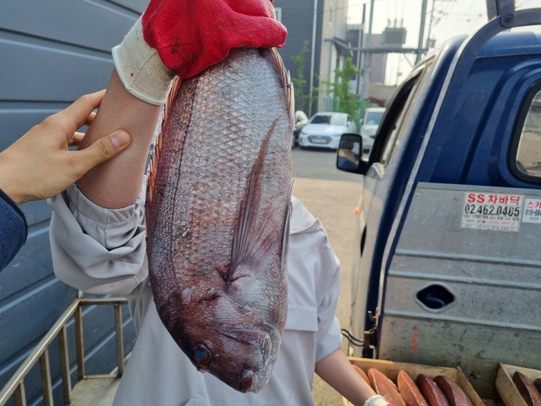 자연산 참돔 요리 찜 레시피 특대 참돔 2미 생물 참돔 택배