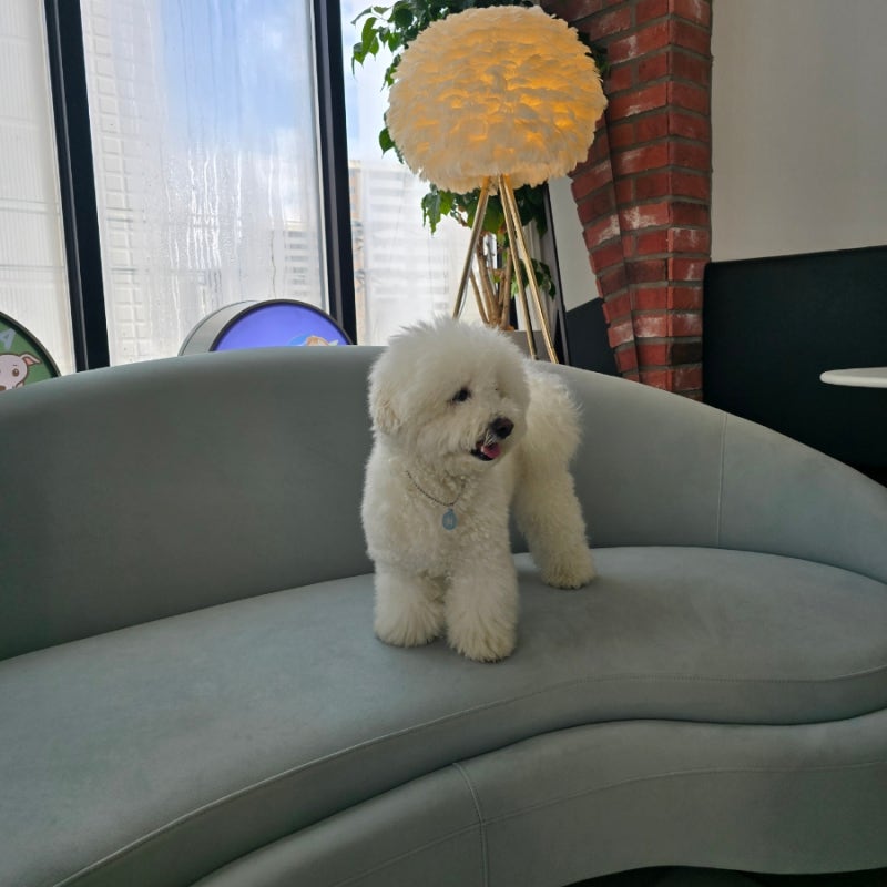 사진 12