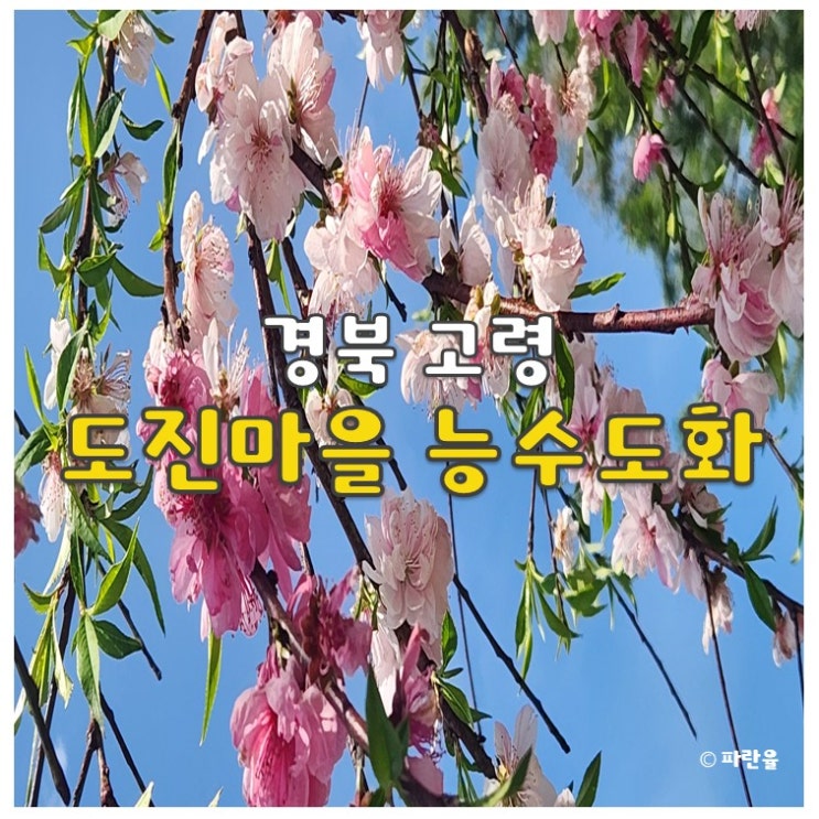  고령 도진마을 삼색 능수도화 무릉원 실시간 4월 대구근교 꽃구경